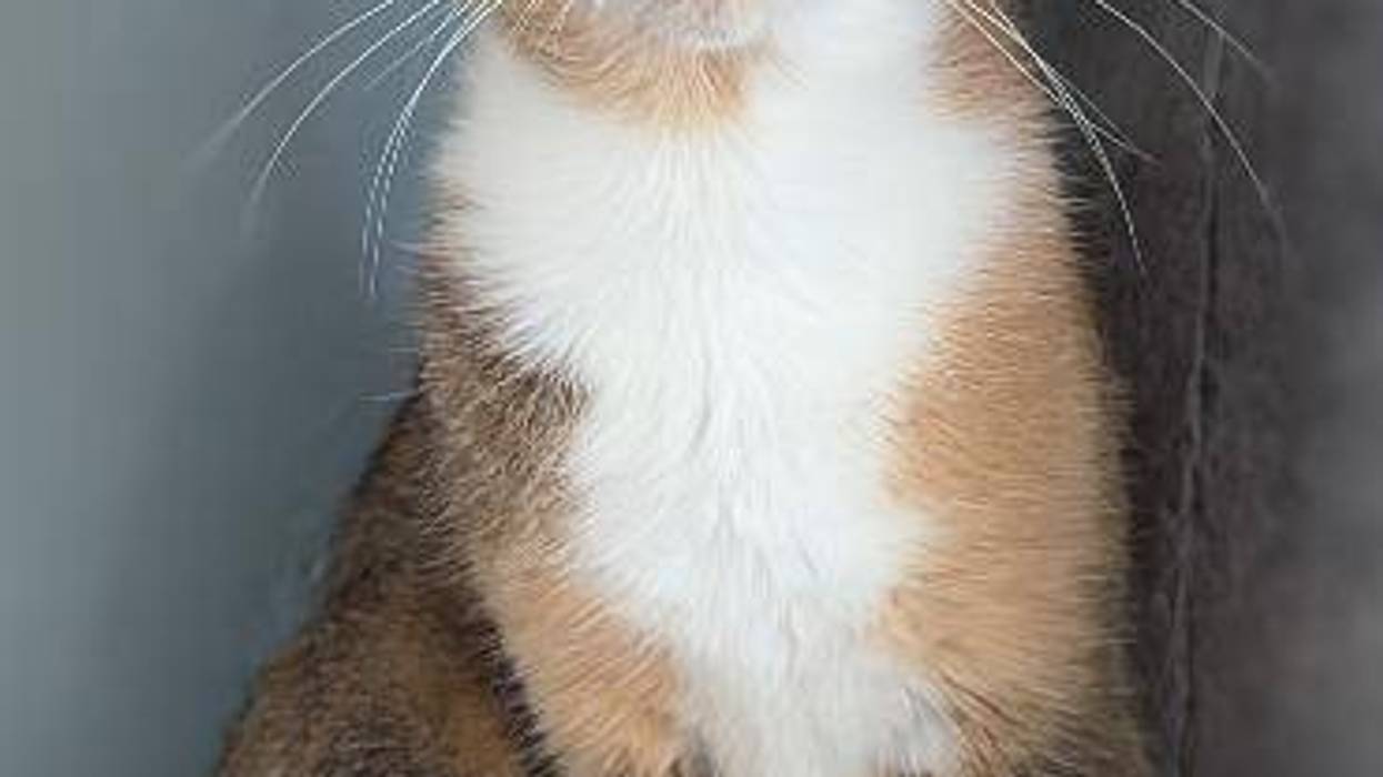 VOCAL: Voices Of Change Animal League of Marion County