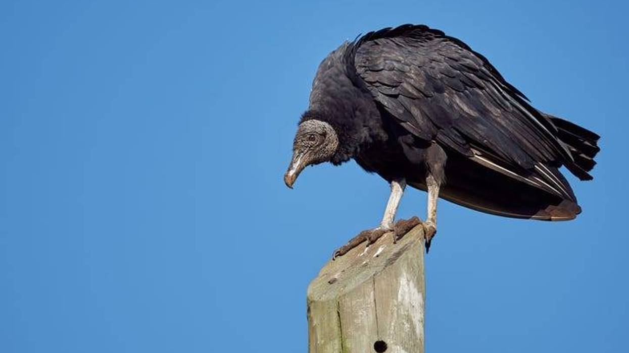 Vulture