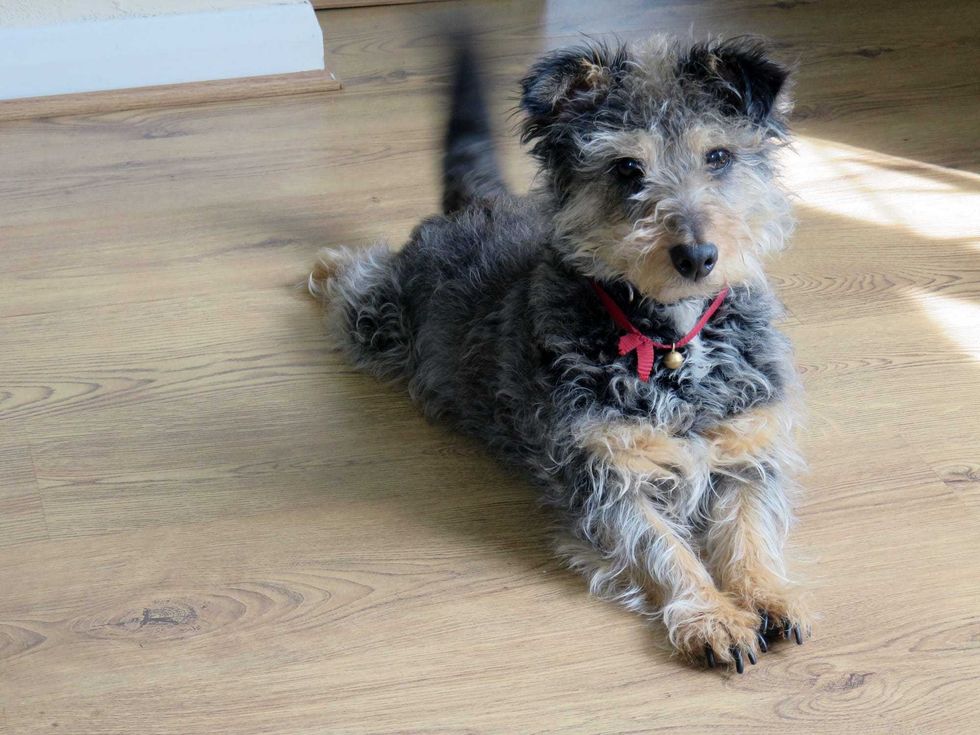 wagging tail