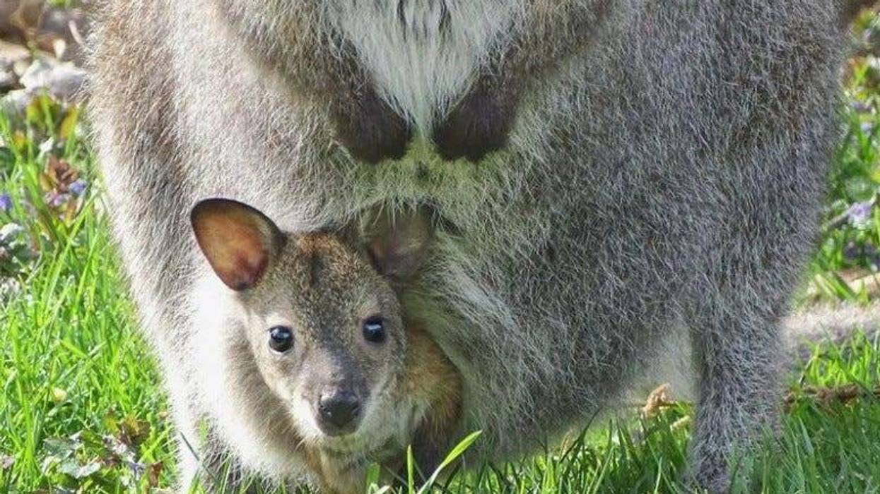 wallaby joey in its mother's pouch