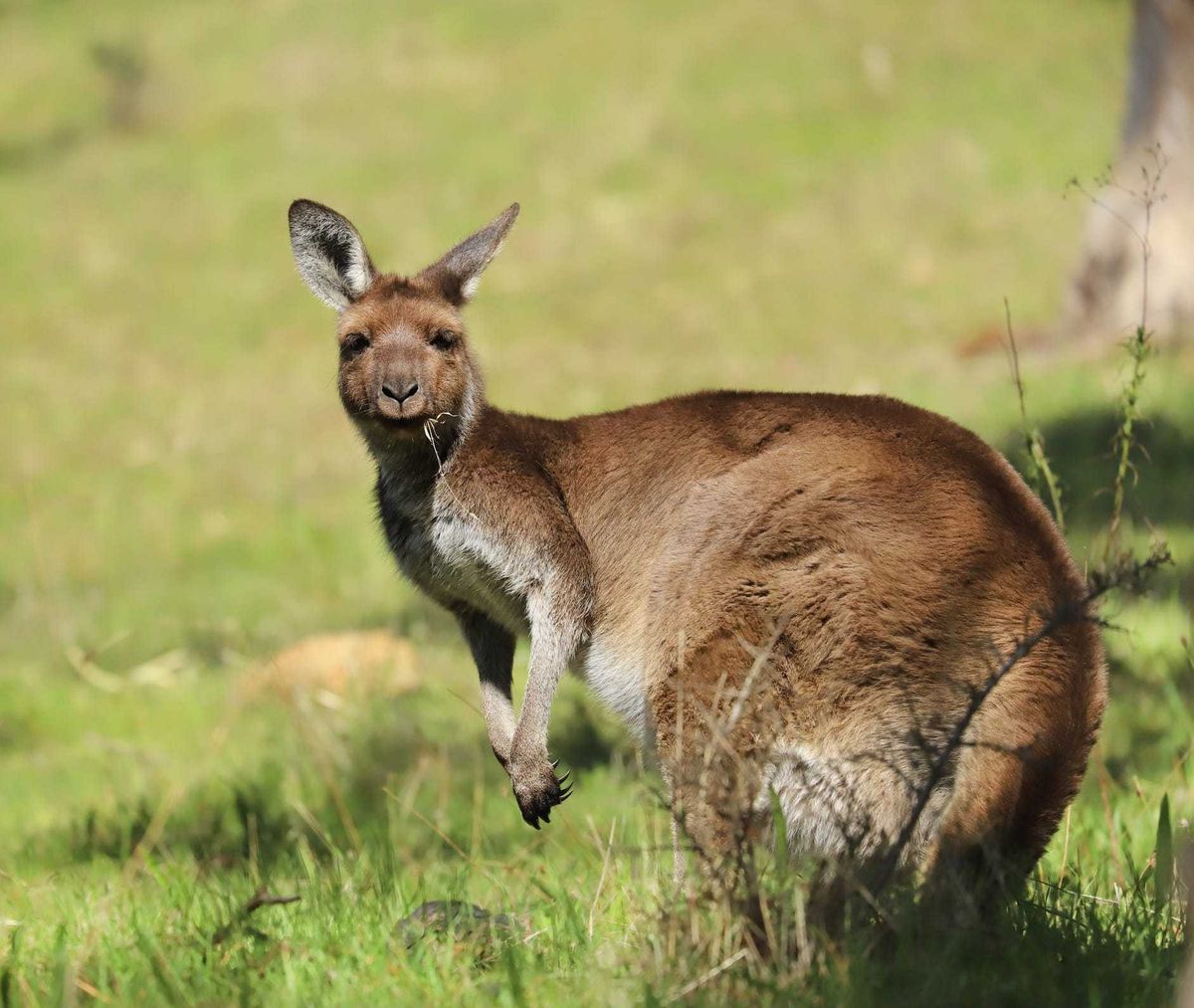 wallaby