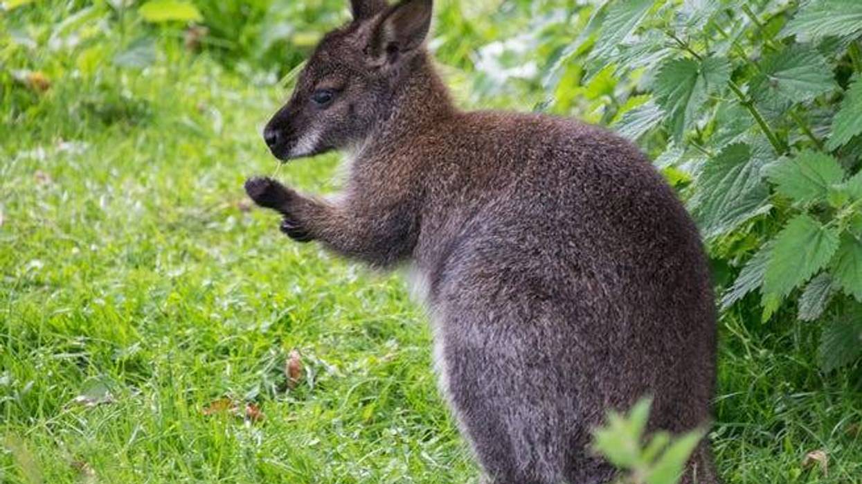 wallaby
