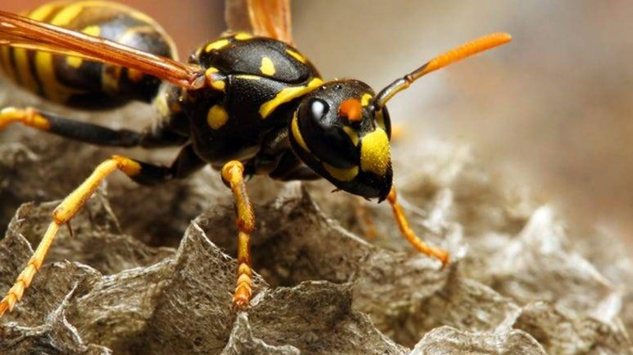 Wasp