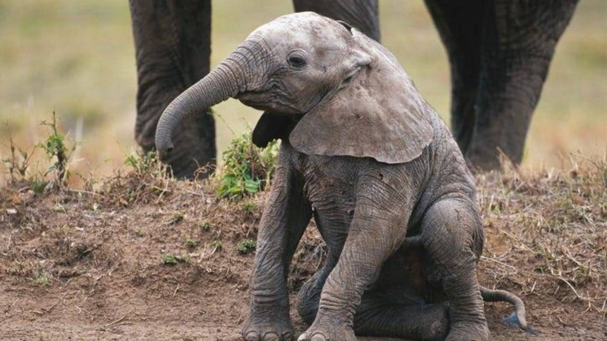 Watch man resuscitate baby elephant