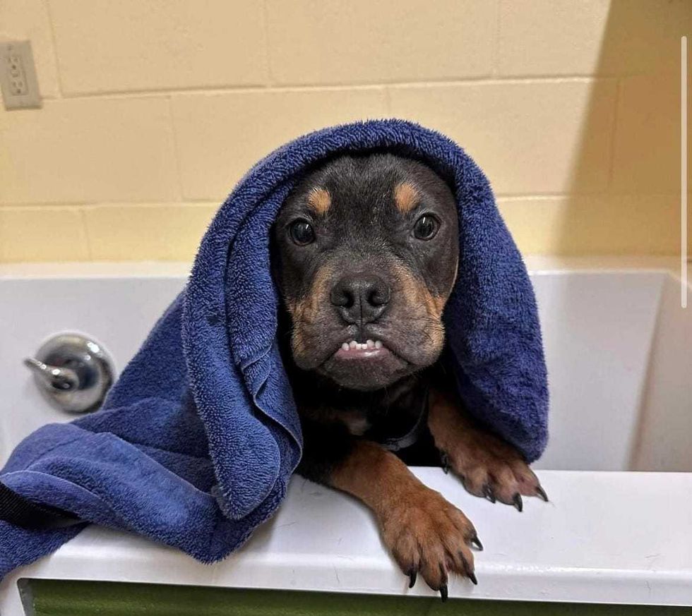 Waukesha County Humane Animal Welfare Society