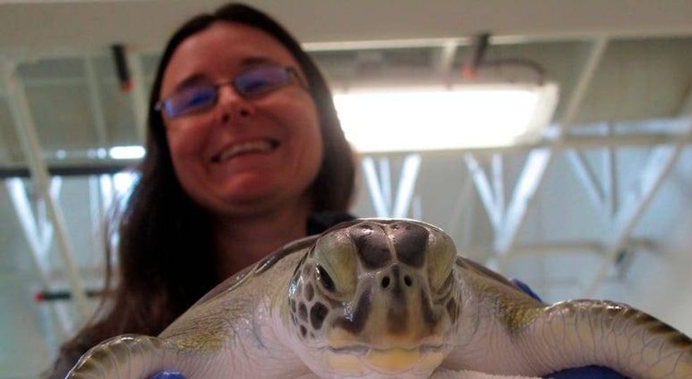 Wayfaring sea turtles survived cold; now pneumonia threatens 2