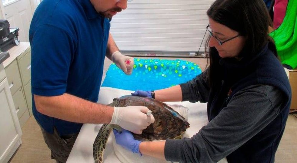 Wayfaring sea turtles survived cold; now pneumonia threatens 2