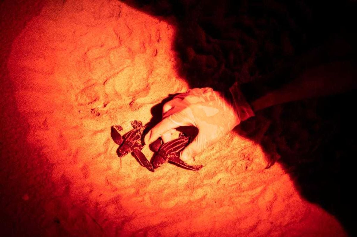 Weak hatchlings of Leatherback sea turtle are picked up from the nest before getting release into the sea on February 03, 2021 i