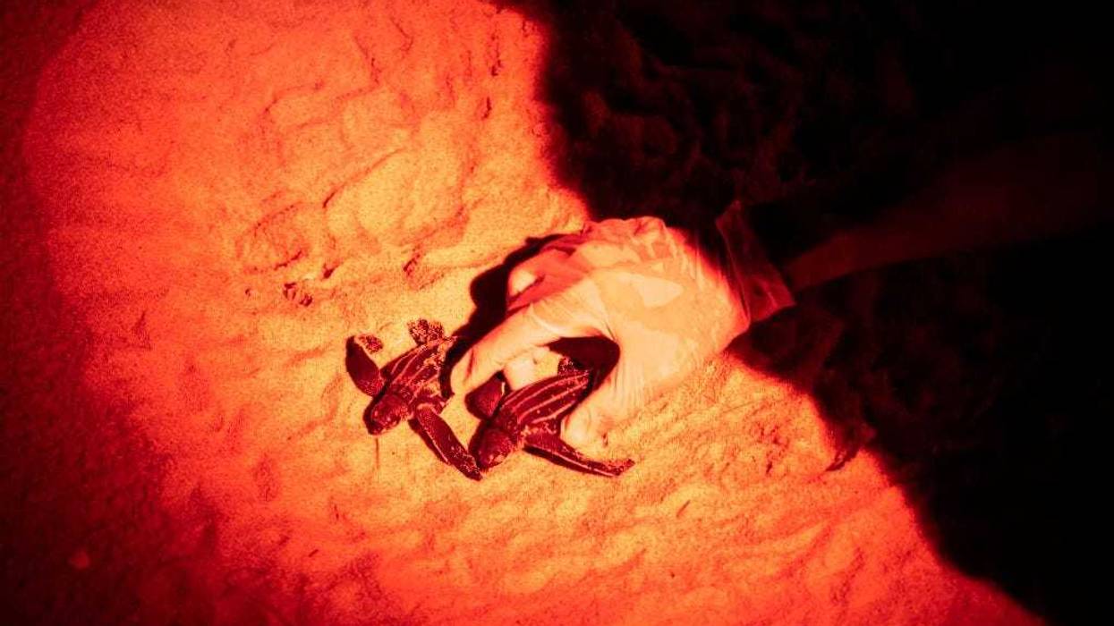 Weak hatchlings of Leatherback sea turtle are picked up from the nest before getting release into the sea on February 03, 2021 i