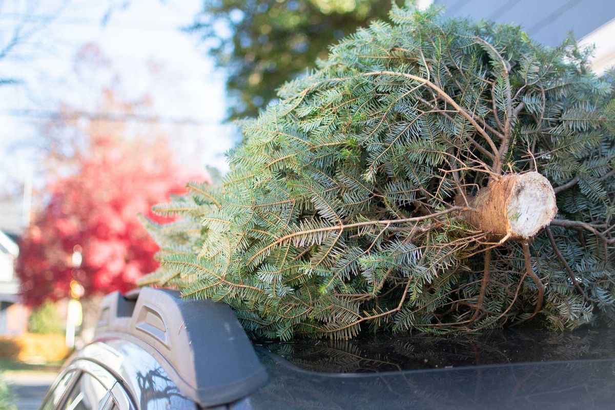 Weather, Minnesota, Christmas, Paul Douglas