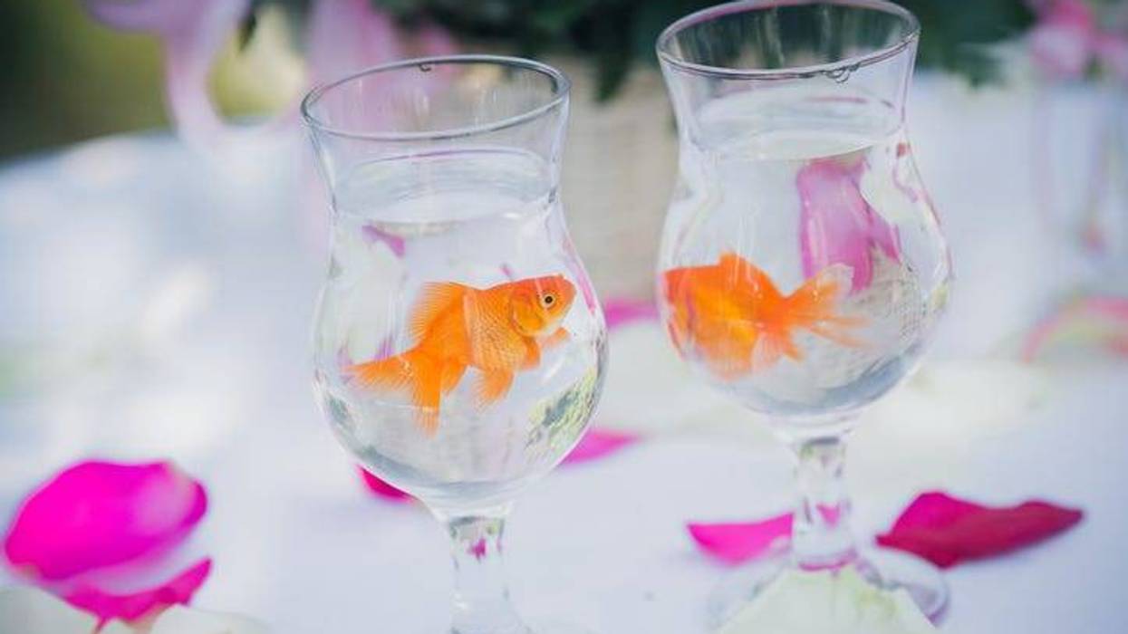 Wedding goldfish
