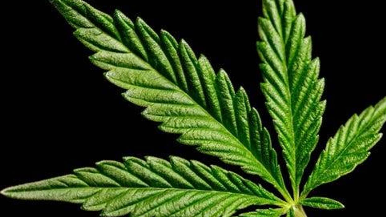 weed leaf