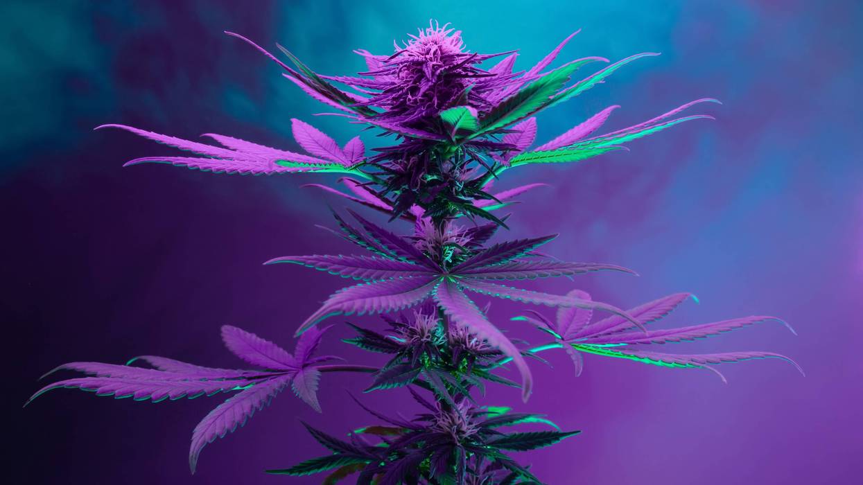 weed plant in nice purple light