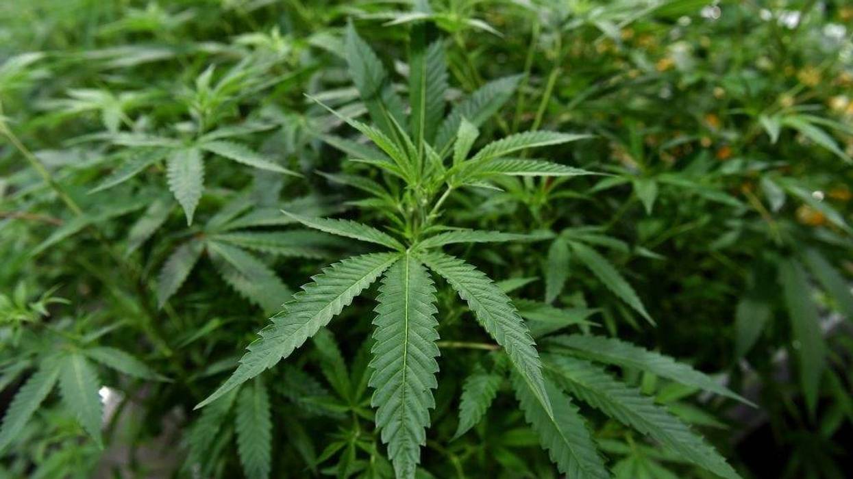 weed