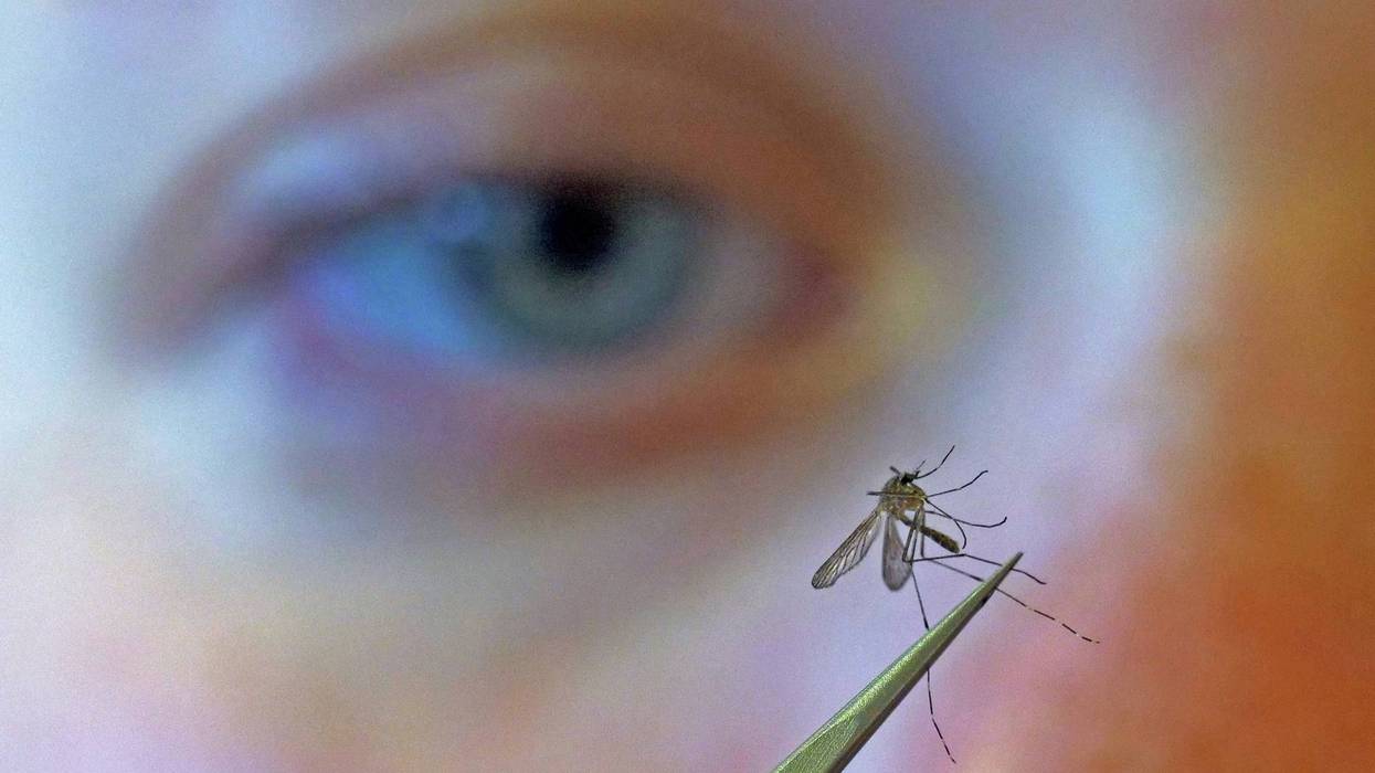 West Nile Virus 513