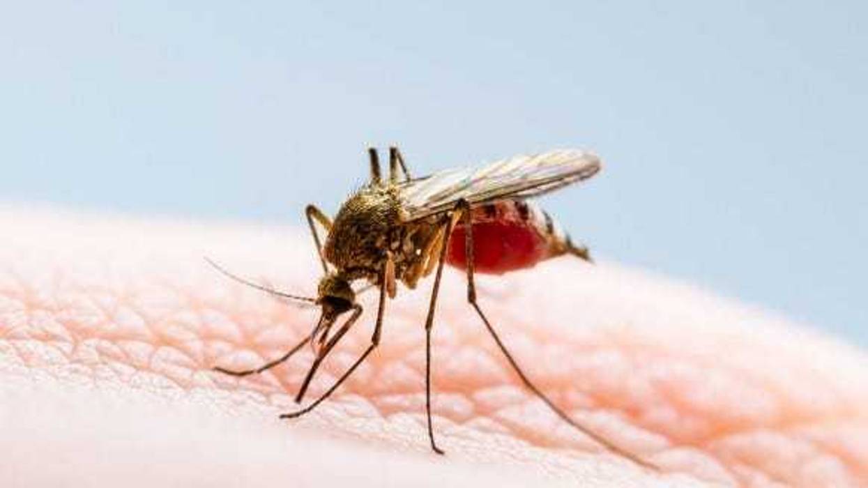 west nile