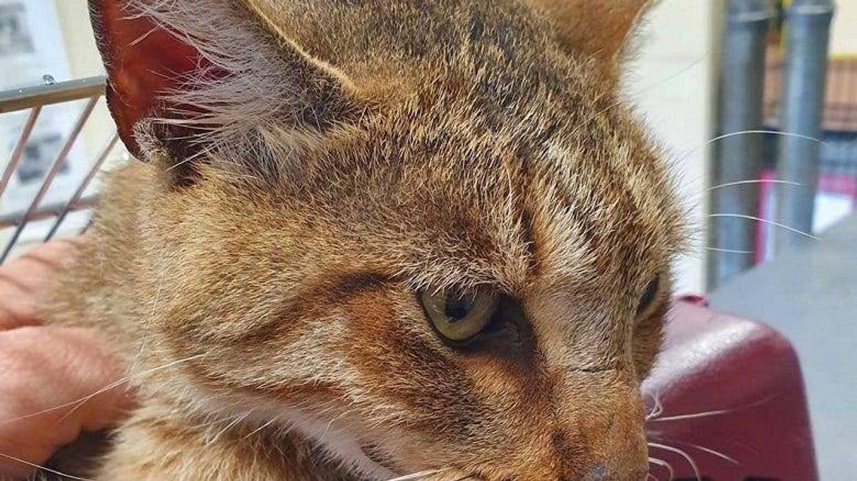 West Scranton "bobcat"