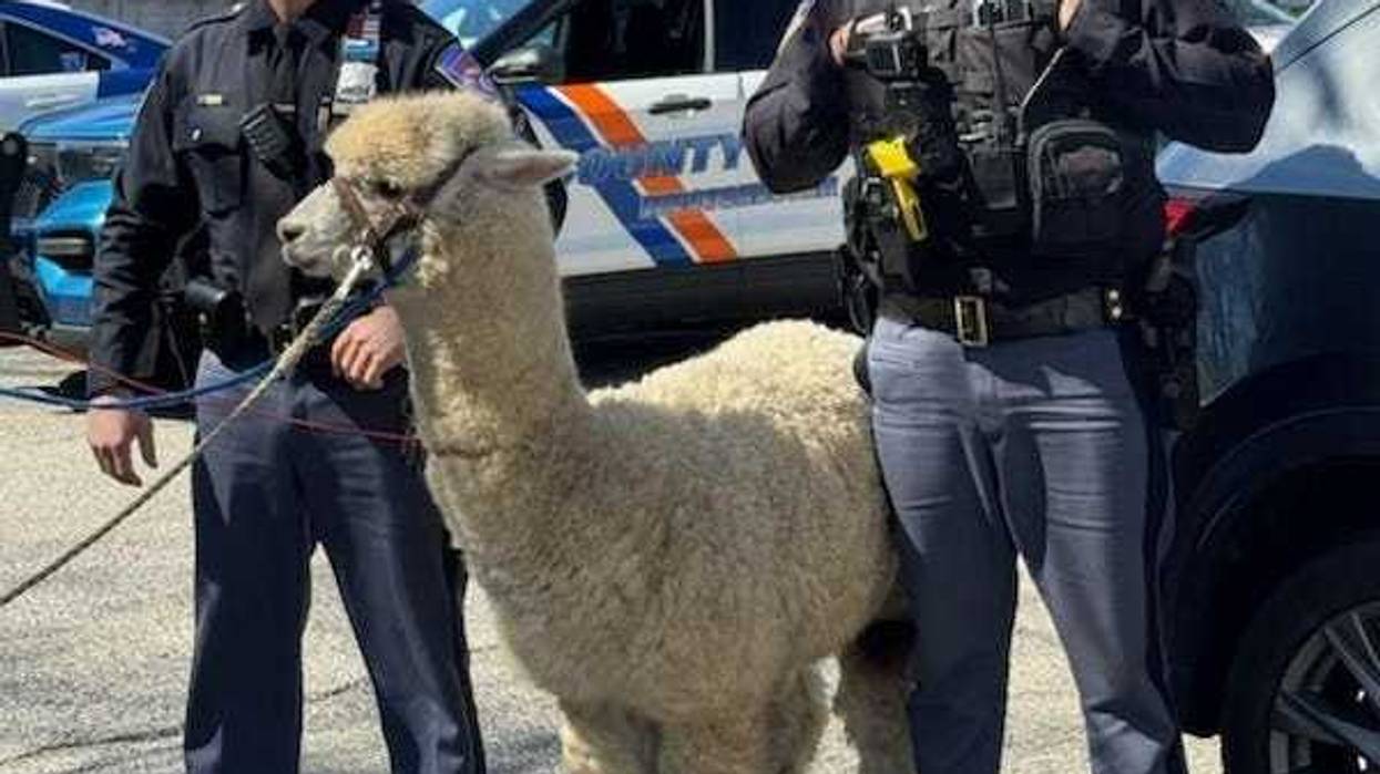 Westchester police officers rounded up an alpaca that got loose in Mount Kisco on Thursday morning, the department said.