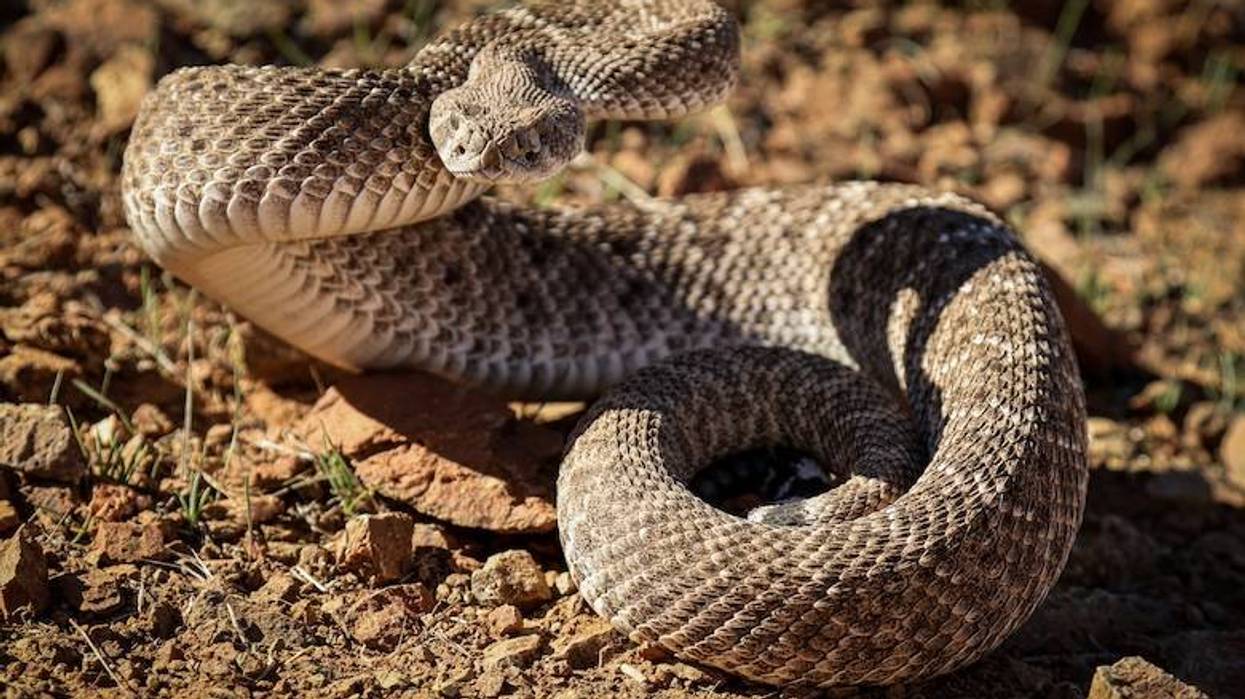 ‘Dutton Ranch’ crew captured 3,400 rattlesnakes during filming in Texas