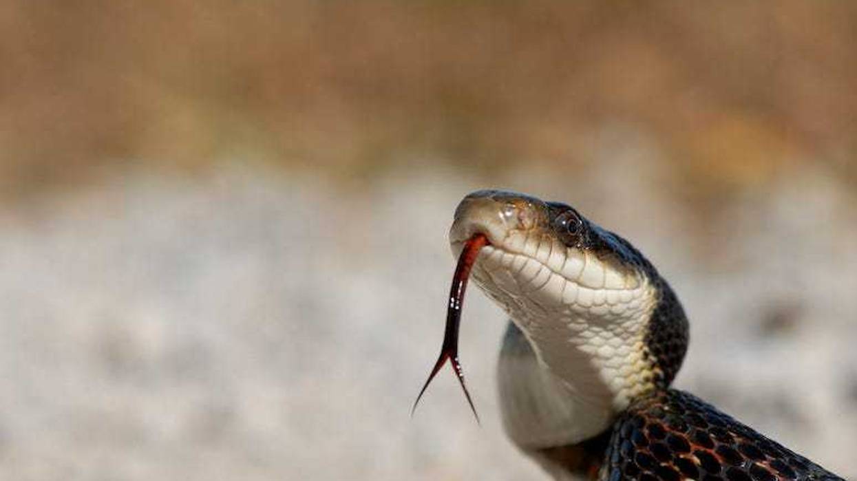 Western Rat Snake with tongue out