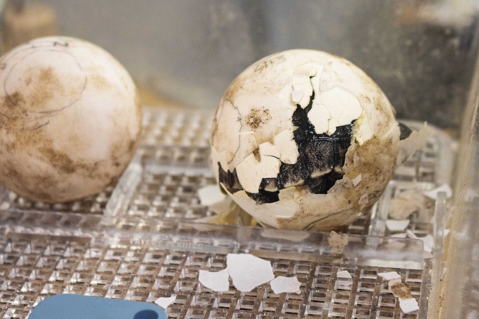 Western Santa Cruz Galapagos tortoise hatchlings