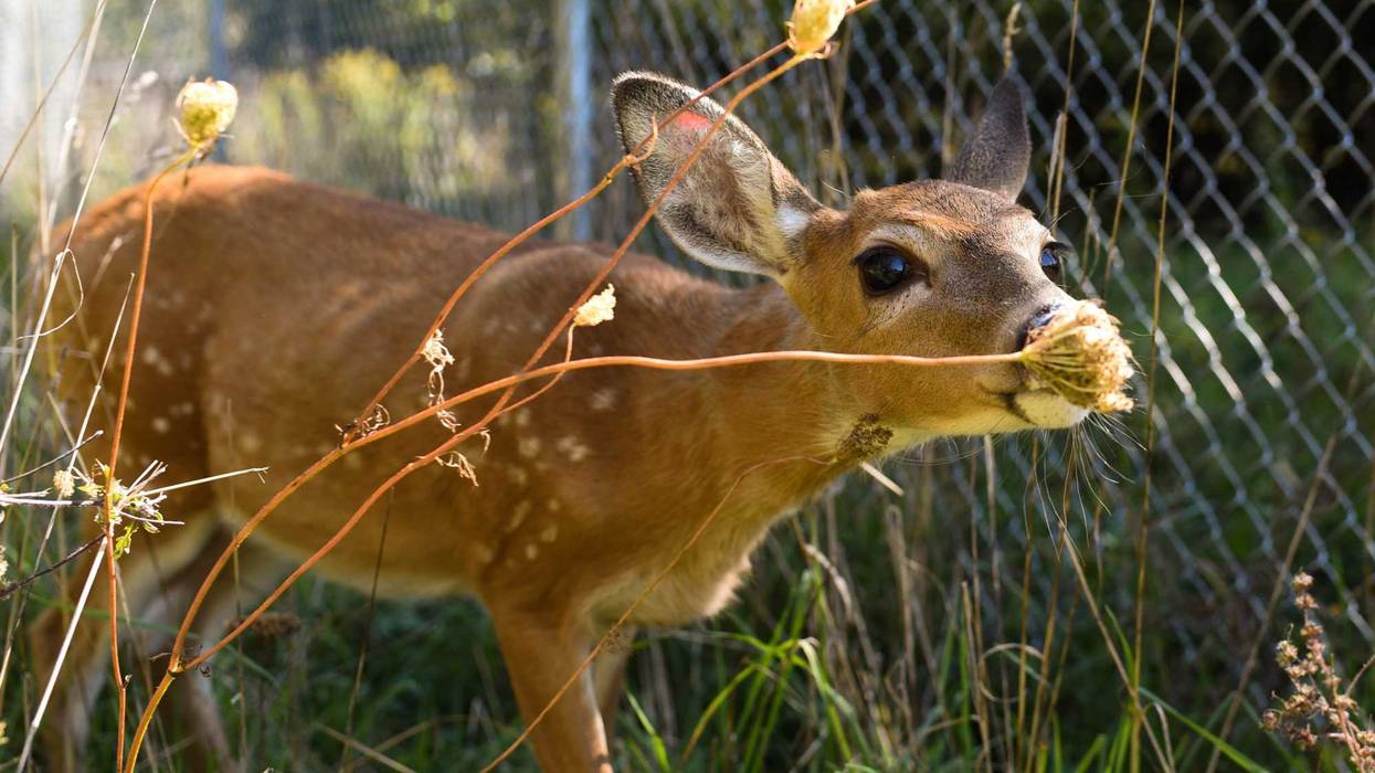 Westlake PD Save Fawn Stuck In Backyard Soccer Net