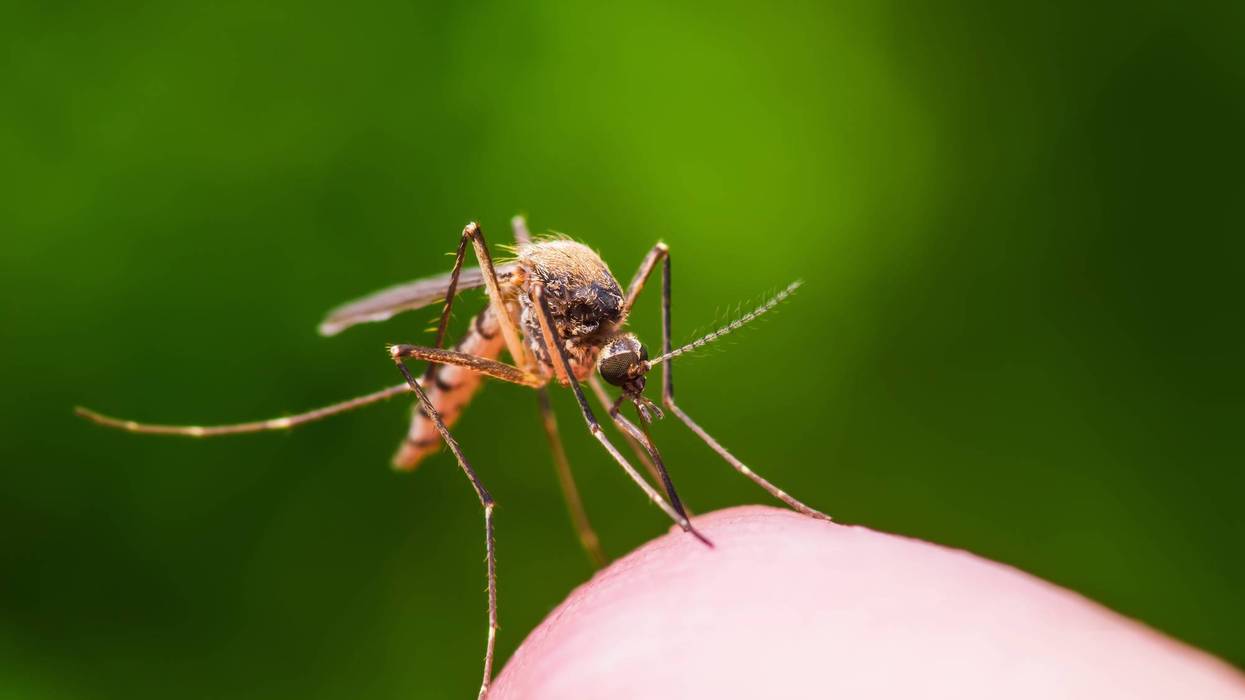 Westland outlines plan to fight mosquitoes