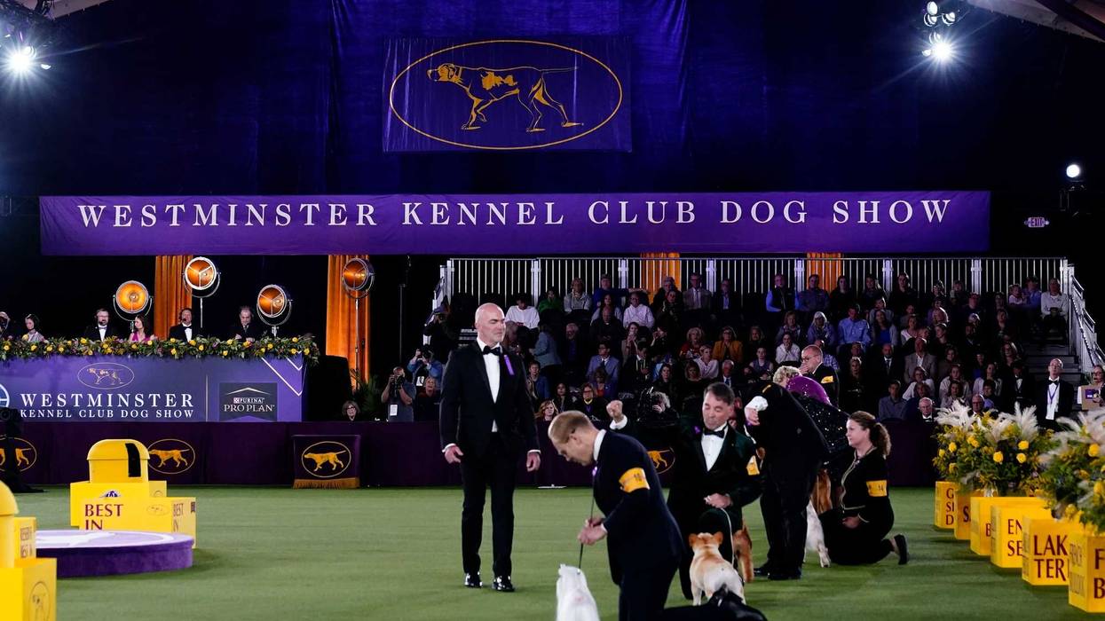 Westminster Dog Show
