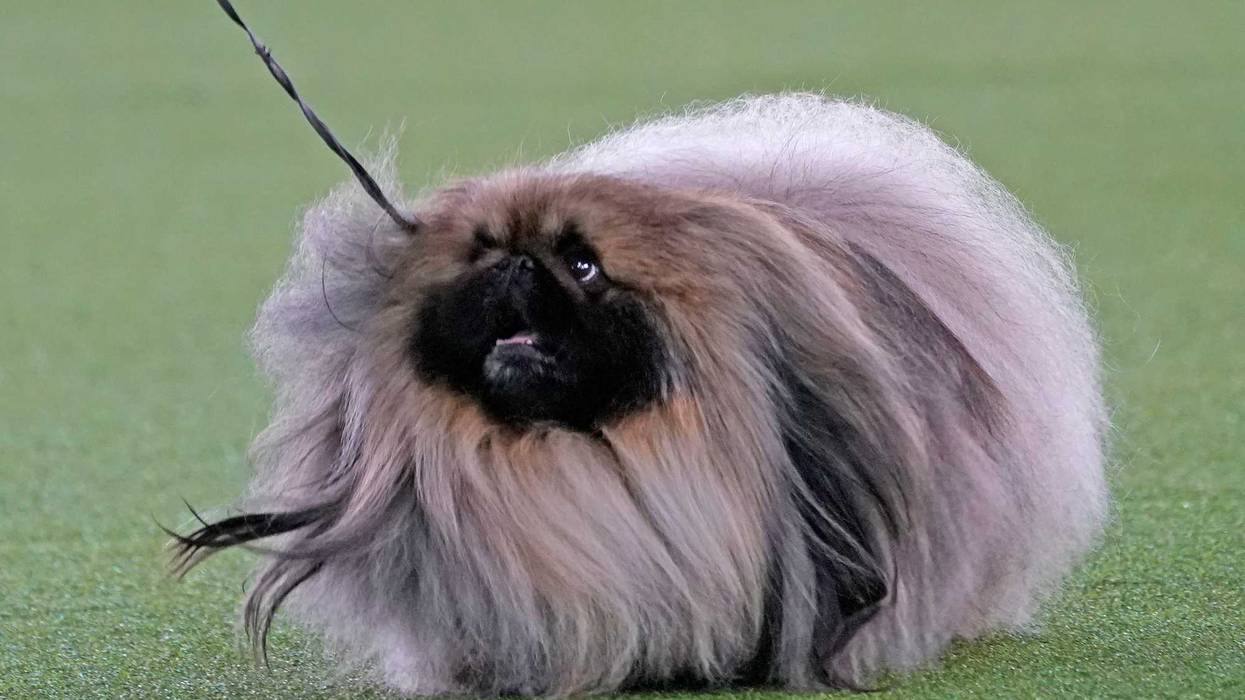Westminster Dog Show