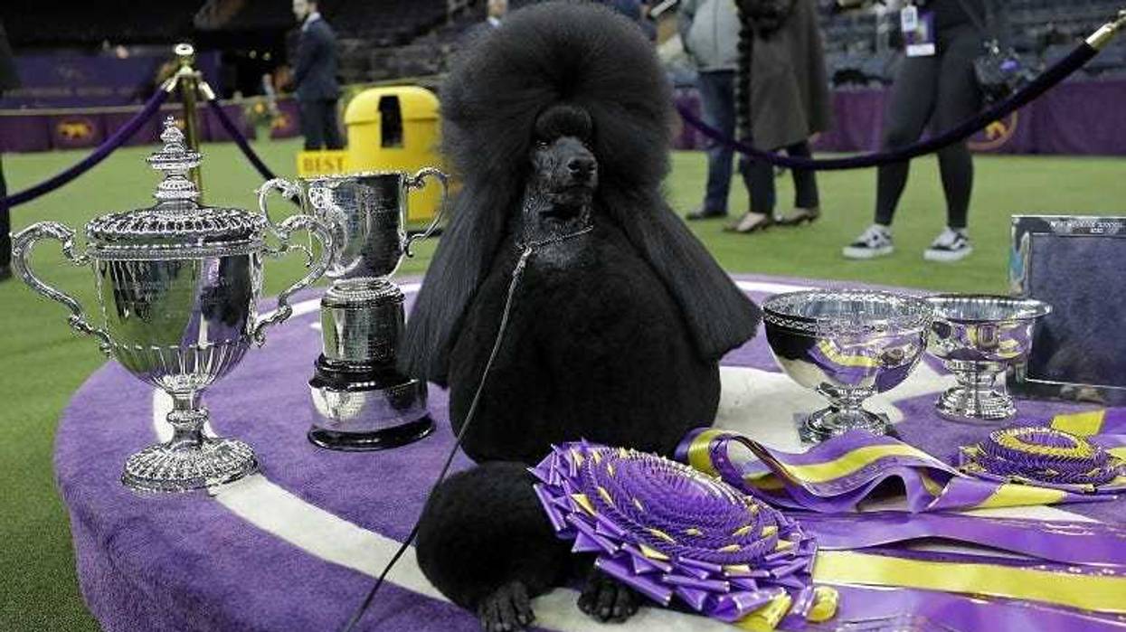 Westminster Dog Show