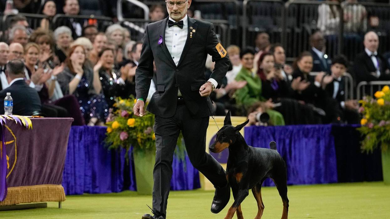 Westminster Dog Show