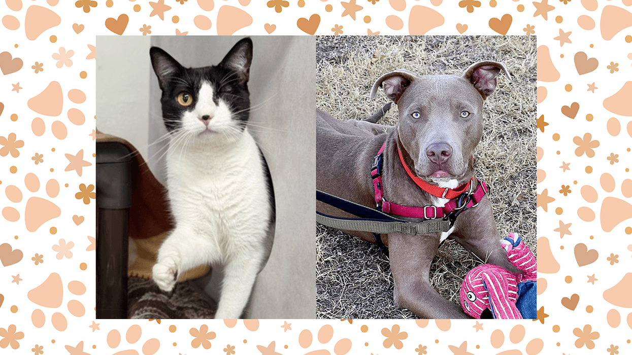 Wet Nose Wednesday: Abby Lee (cat) and Tin Man (dog)
