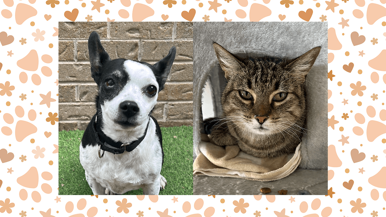 Wet Nose Wednesday: Brook (dog) and Starla (cat)