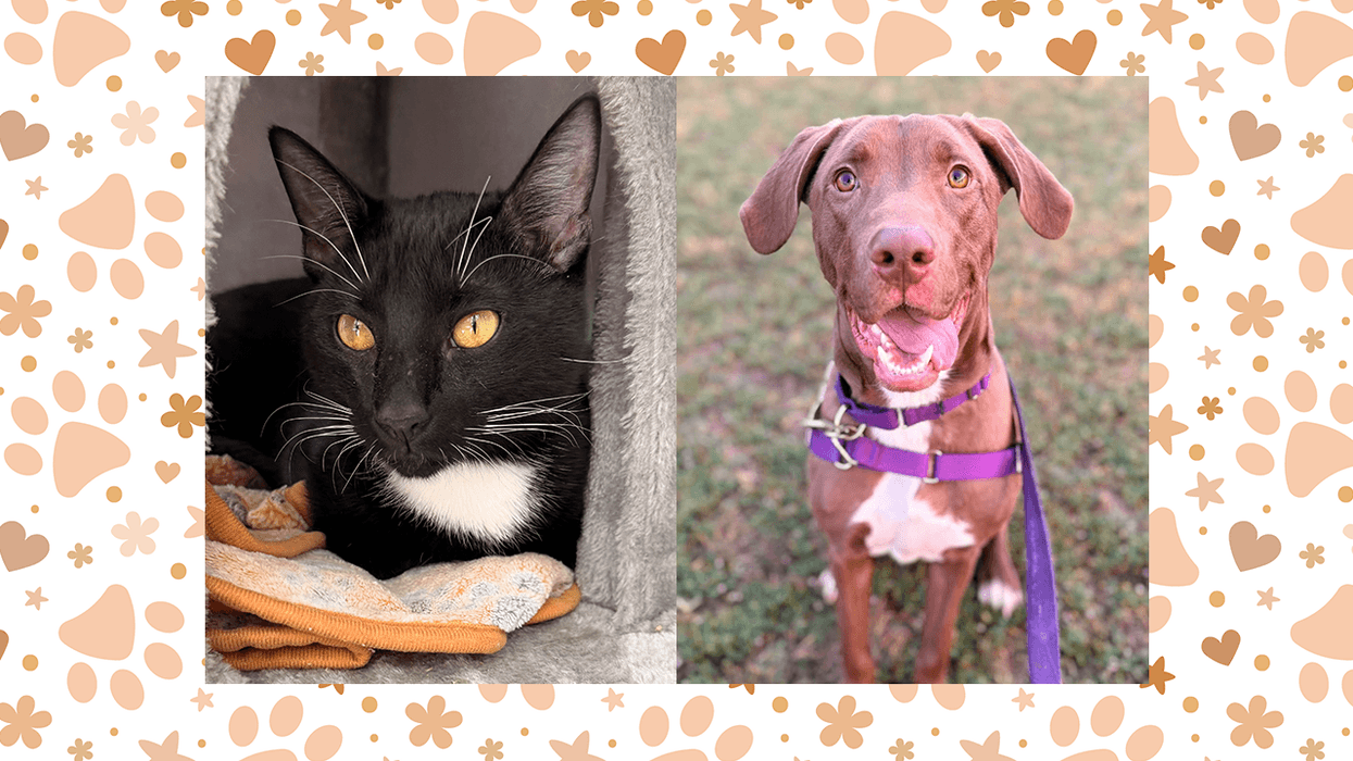 Wet Nose Wednesday: Gunther the cat and Molly the dog