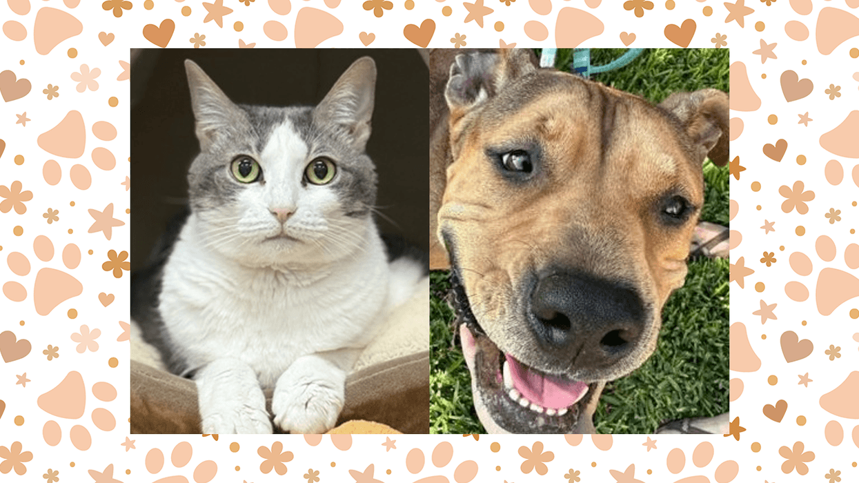 Wet Nose Wednesday: Hot Cheeto and Daisy