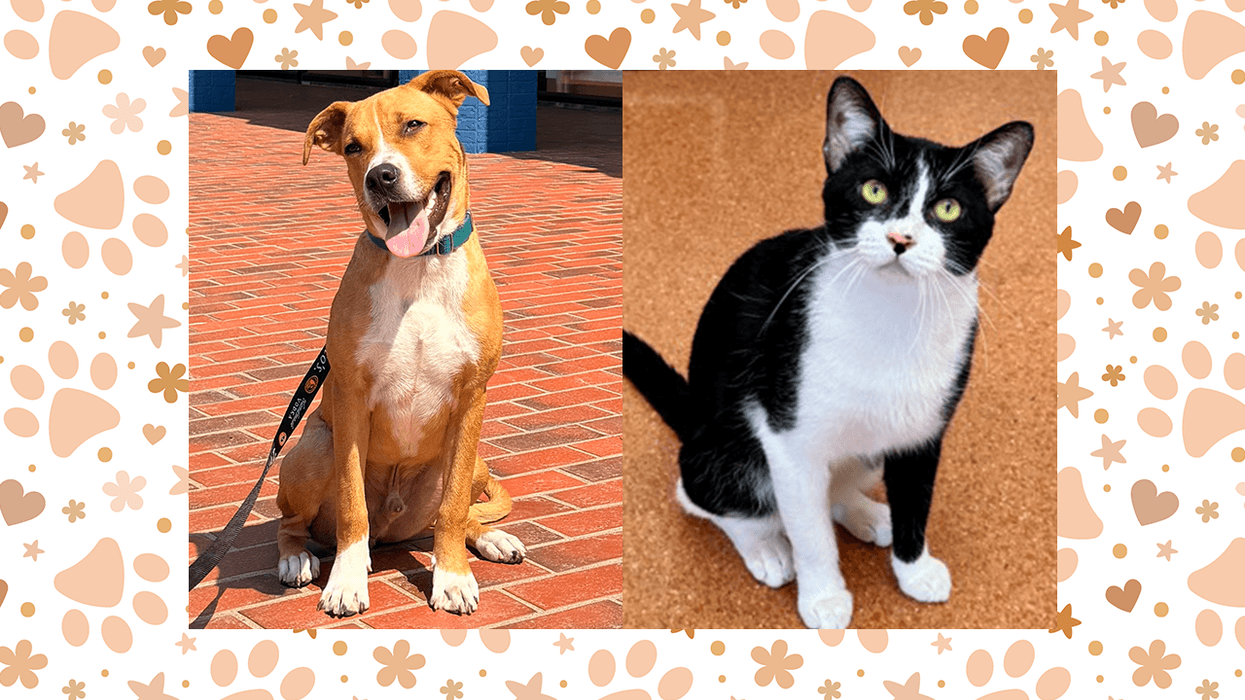 Wet Nose Wednesday: Oscar and Jellyfish