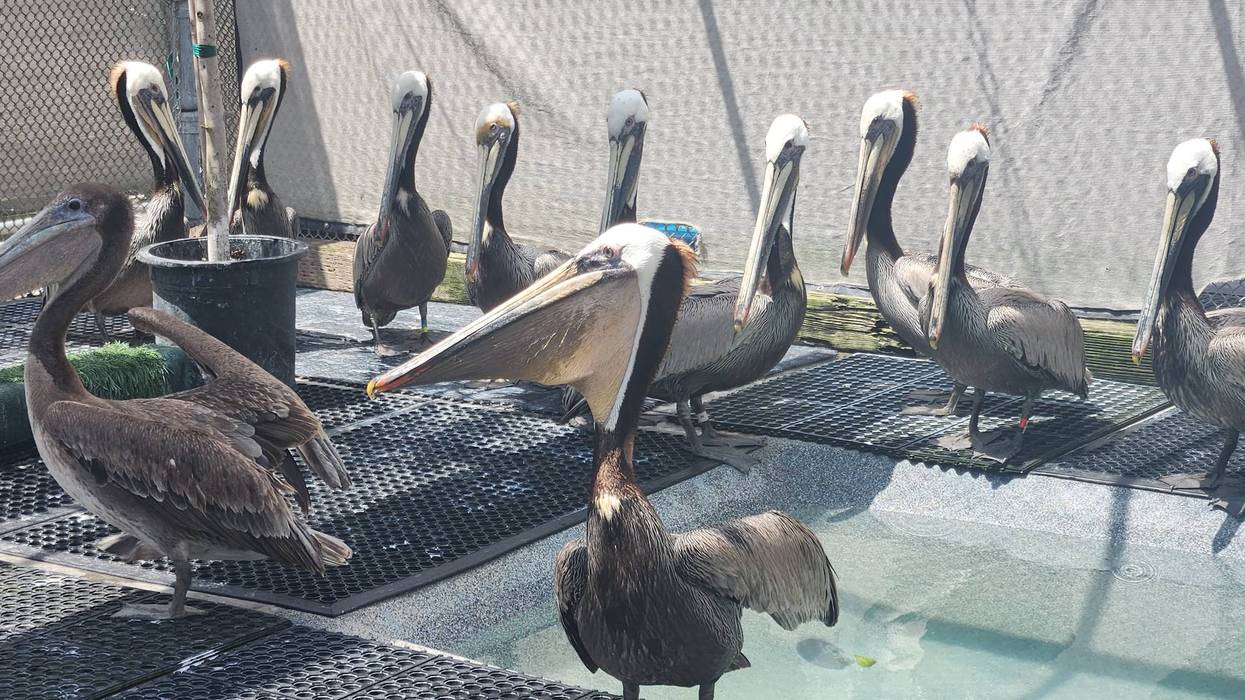 Wetlands and Wildlife Care Center