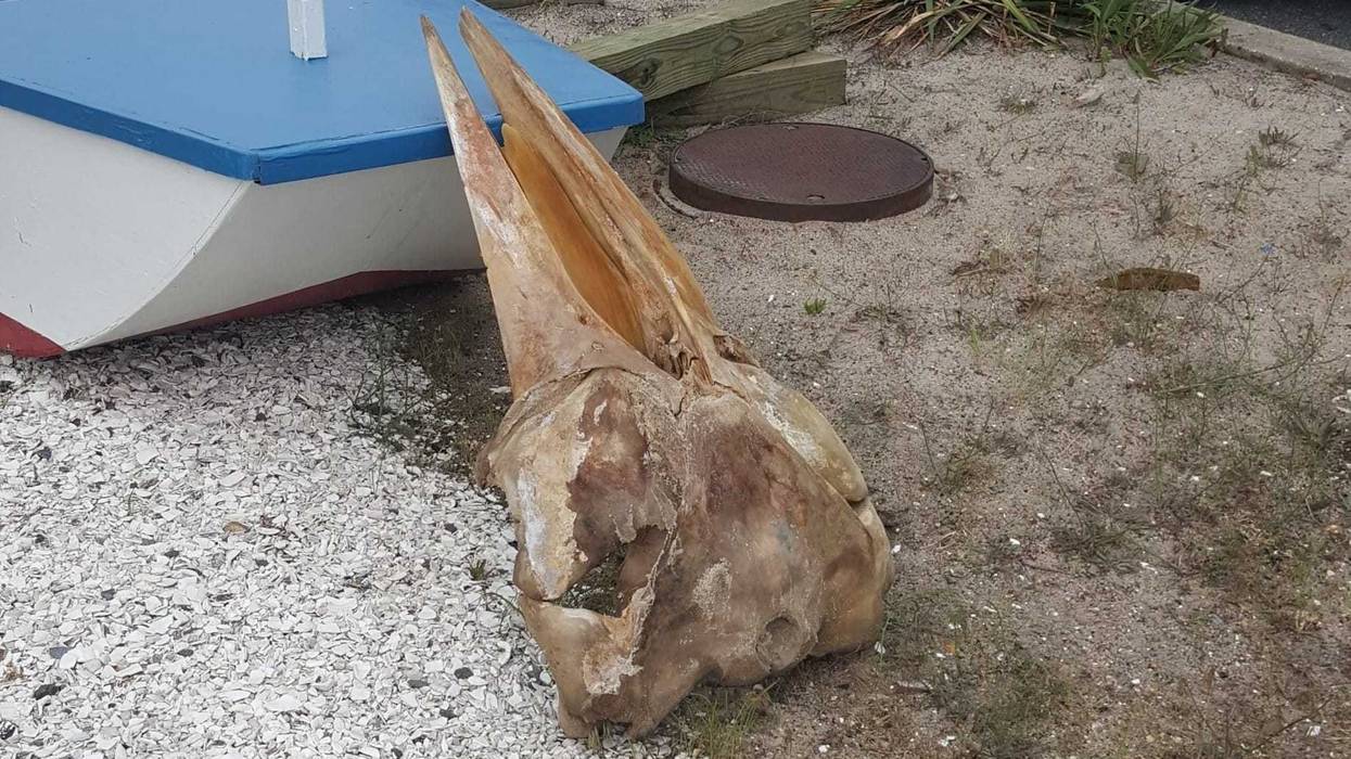 Whale