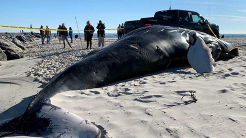 Hundreds flood South Jersey beach to see crews bury dead whale that washed ashore on Christmas