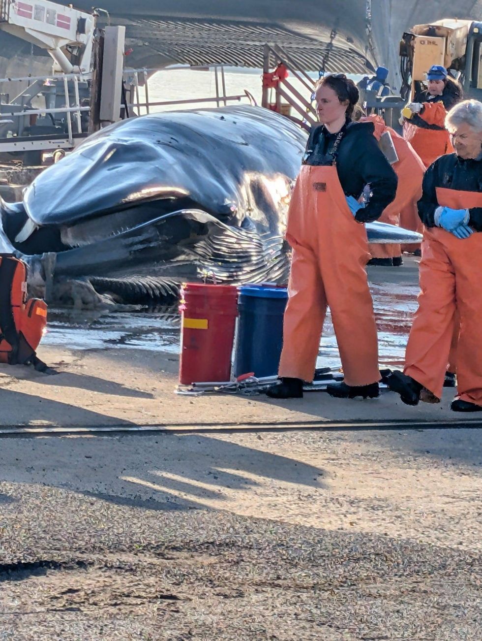 Whale