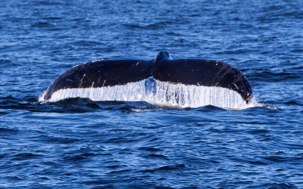 Hundreds flood beach to see crews bury dead whale that washed ashore on Christmas