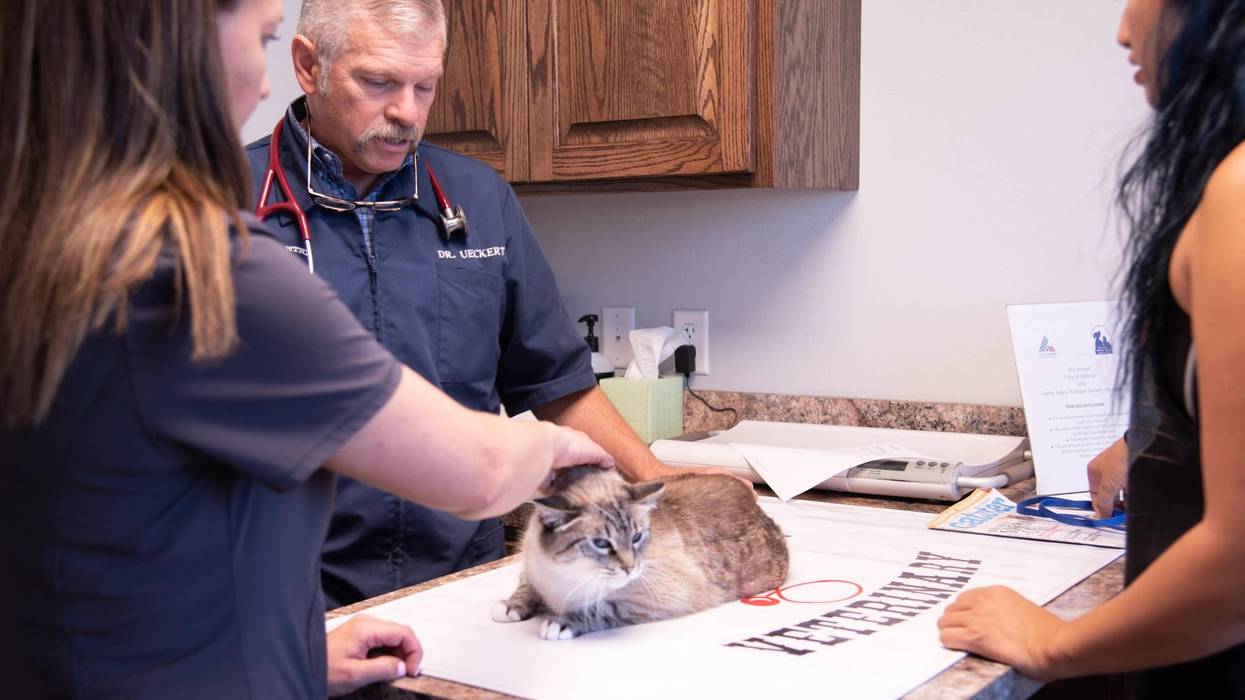What to know about protecting pets from the New World screwworm fly