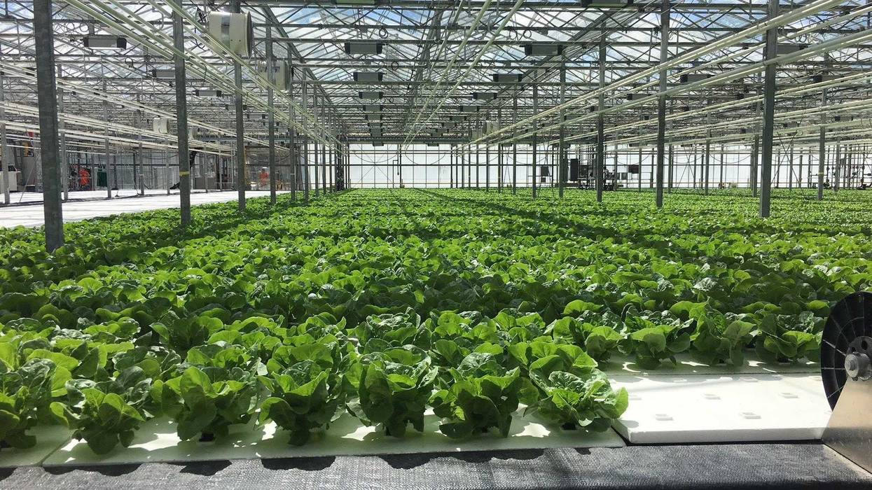 Wheatfield Gardens lettuce greenhouse, North Tonawanda, N.Y.
