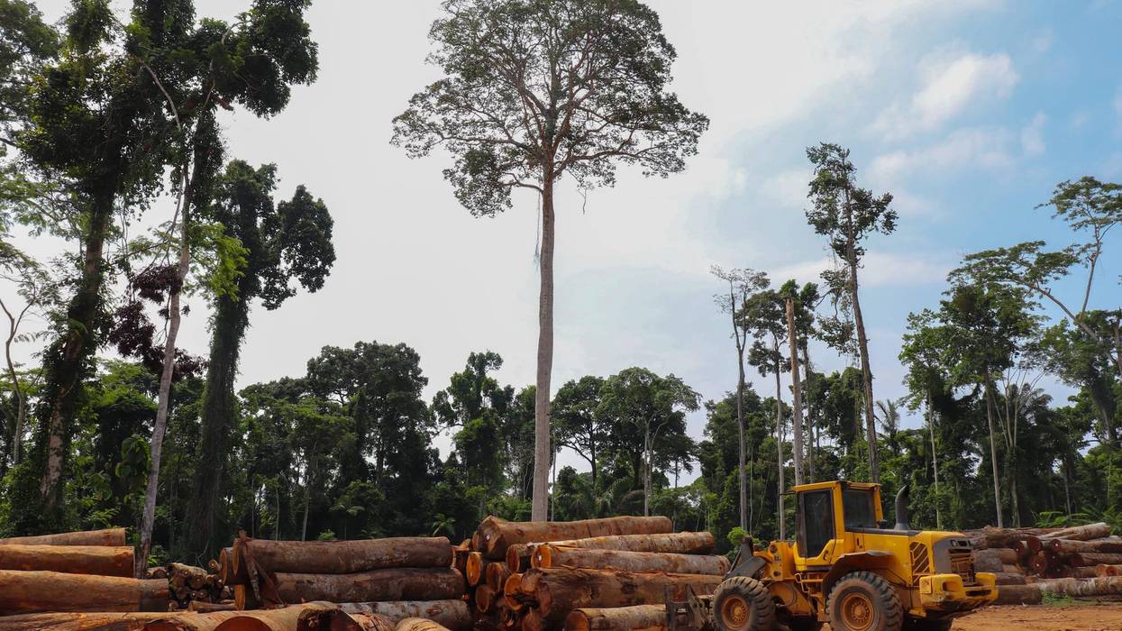 Wheel loader arranging piles of native wood logs extracted from the Brazilian Amazon rainforest region in a stockyard.