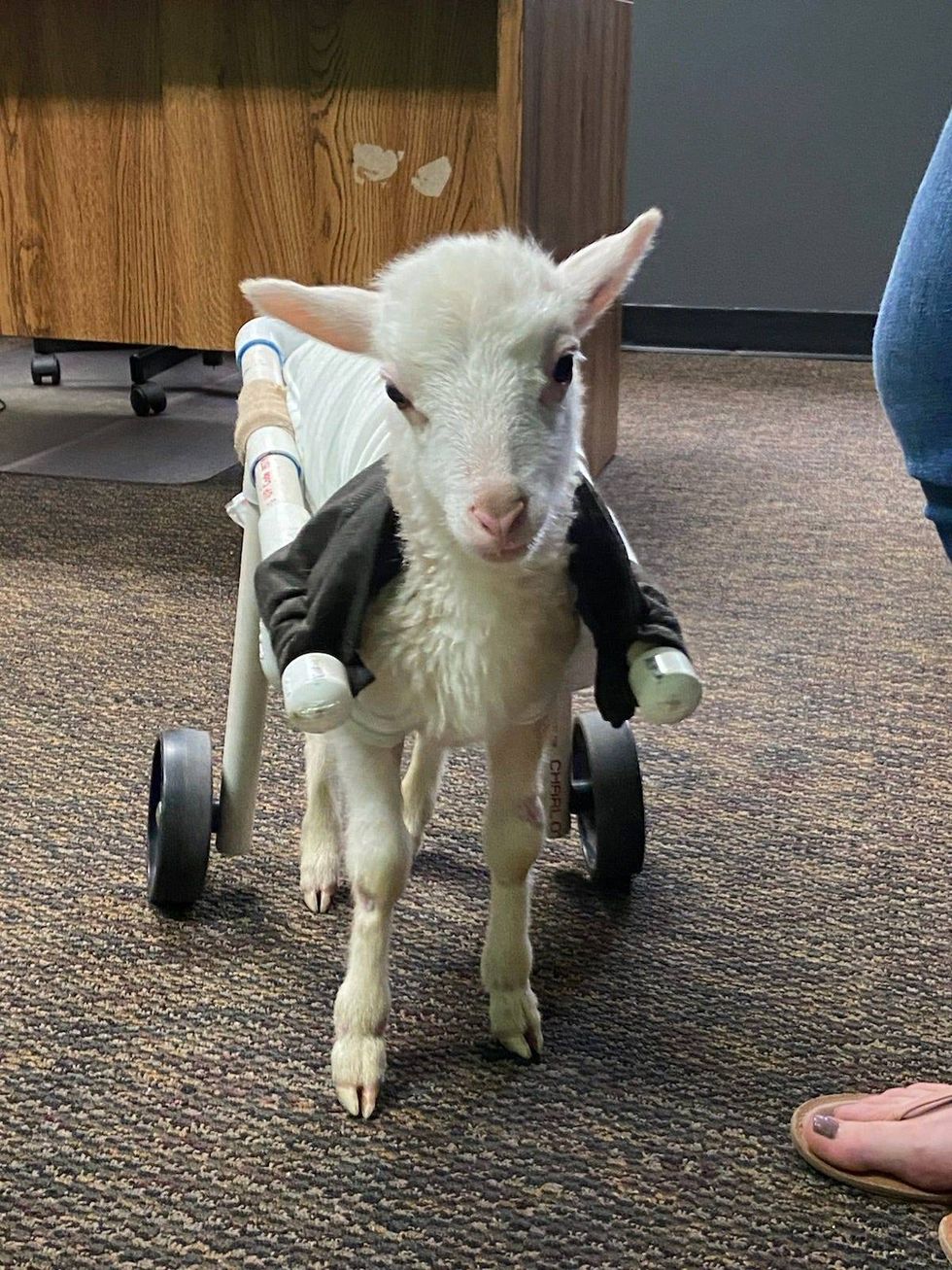 Wheels the Lamb visits the K-Frog studios