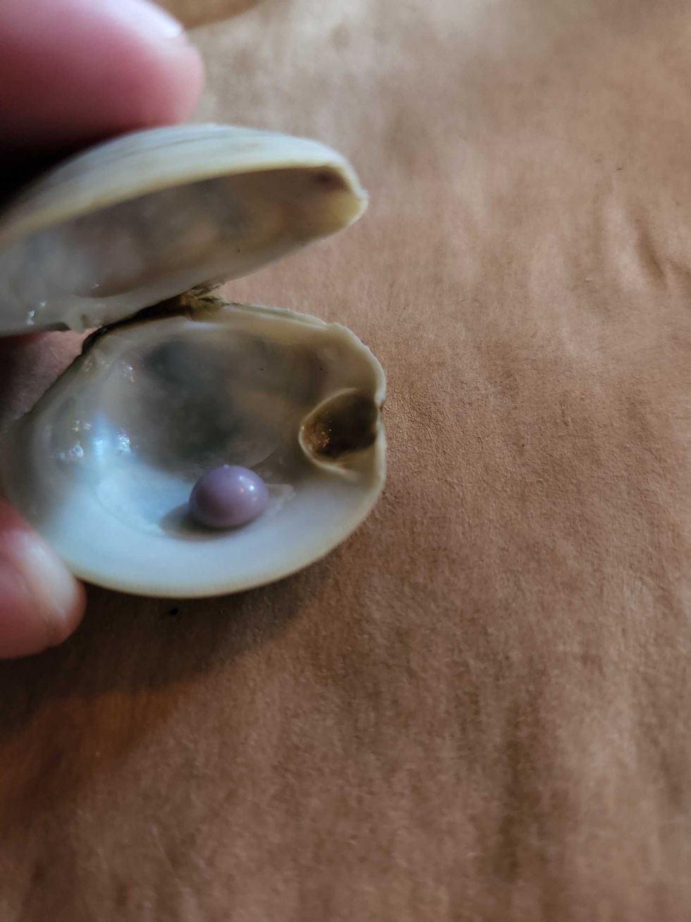 When a man bit down on something hard while eating clams at a Delaware restaurant this summer, his first thought was that something was in his food. It turned out to be a rare purple clam pearl. Inspired by this story, host Mike Rogers embarks on an adventure in wild food this week on the “Something Offbeat” podcast. https://omny.fm/shows/something-offbeat/purple-pearls-and-alligator-parmesan-adventures-in First, he speaks with Scott Overland, the Pennsylvania husband and father who discovered the pearl. “I’d seen or heard of like, sort of almost black like Tahitian type pearl. But this was a lavender, very light purple… you know, almost like a pastel sort of color,” he said. Then, we get insight into the “Whole Animal Experience” – win particular the whole alligator option – offered at Frontier restaurant in Chicago with Executive Chef Brian Jupiter. “People are always calling like, hey, you know, how do you do the gator,” said Jupiter, a James Beard semifinalist. “I treat it like you know a blank canvas,” he added. Hit play to learn more about the culinary art of preparing wild game from Chef Jup. And, if you have suggestions for stories “Something Offbeat” should cover, send them to us at somethingoffbeat@audacy.com.
