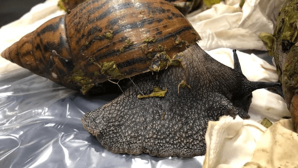 While intended for direct consumption, the snails pose significant health risks to humans and the environment and are considered an invasive species.