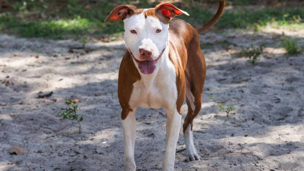 Whisper at the Humane Society of North Central Florida