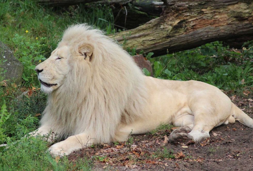White African Lion