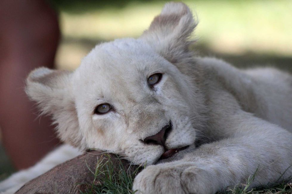 White African Lion